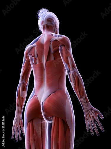 3d rendered medically accurate illustration of the female muscle system