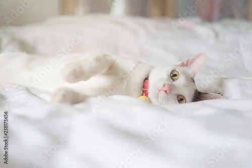 Cute white cat lying in bed. Fluffy pet is gazing curiously. Stray kitten sleep on bed. Cozy home background, morning bedtime.