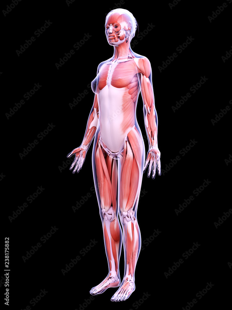 3d rendered medically accurate illustration of the female muscle system 3d rendered medically accurate illustration of the female muscle system