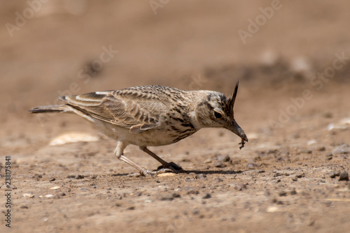 Cochevis huppé (Galerida cristata) photo