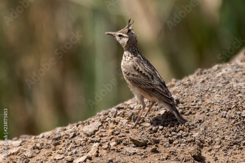 Cochevis huppé (Galerida cristata) photo