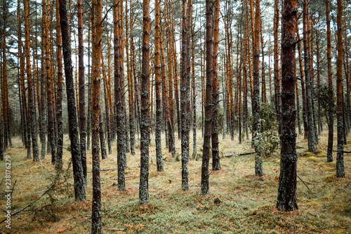 Naturbelassener Wald mit Nadelbäumen im Herbst