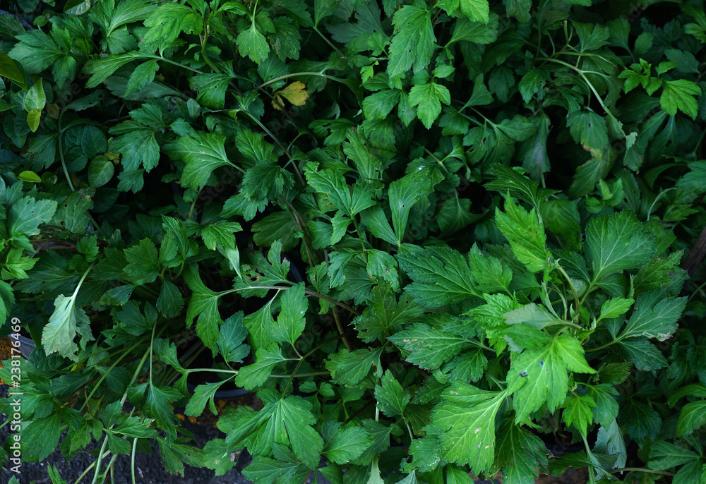 fresh green white mugwort in the market,herb plant fresh green white mugwort in the market,herb plant