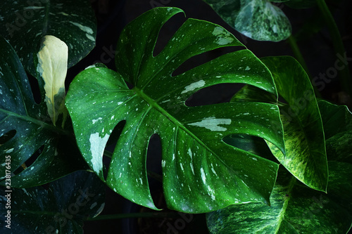  leaves tropical forest plant on black background.