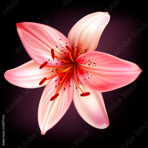 Vector light pink lily
