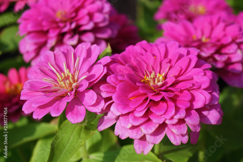 Close up pink chrysanthemum flower in the garden