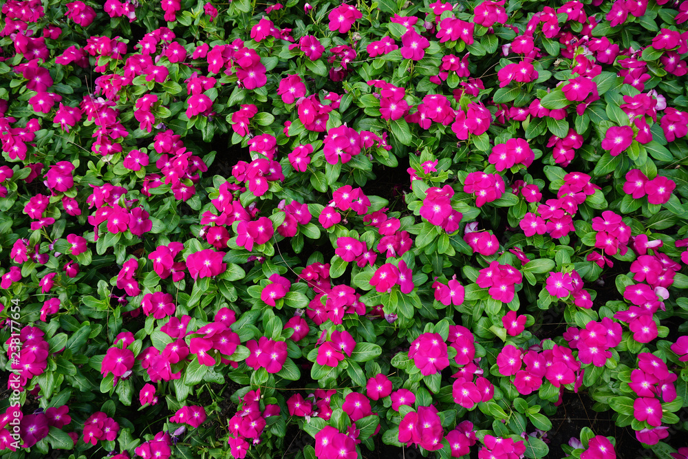 Fototapeta premium Pink Madagasca periwinkle flowers for background