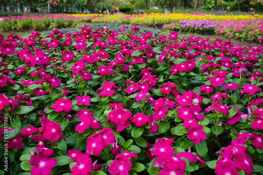 Pink Madagasca periwinkle flowers for background