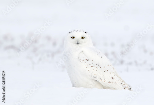 Male Snowy owl (Bubo scandiacus) sitting in a snow covered cornfield in winter in Ottawa, Canada