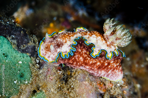 Glossodoris cincta, Nudibranchs from Lembeh Strait, Indonesia photo