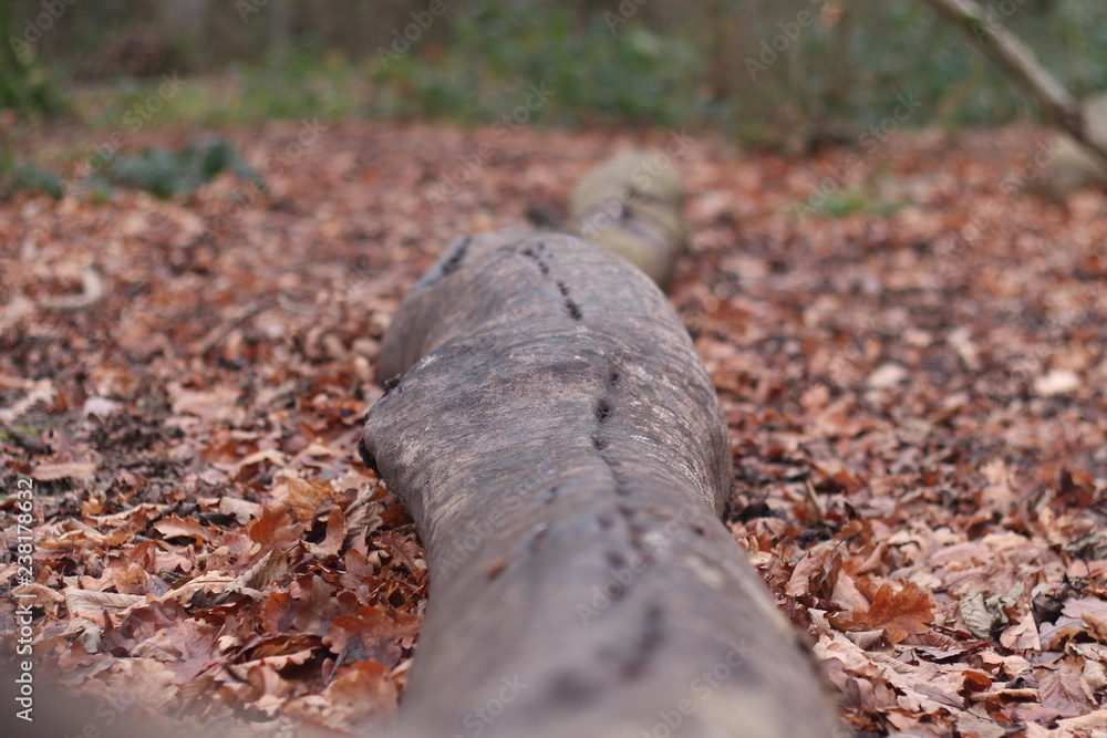 Wooden Snake Wooden Snake