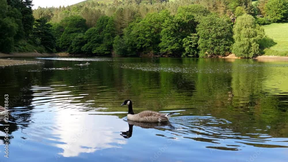 Couple of geese and family of ducks with ducklings swimming in the lake in summer