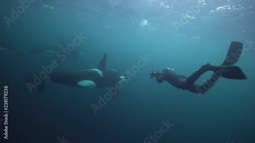 Orcas, killer whales hunting herrings in the fjords of northern Norway