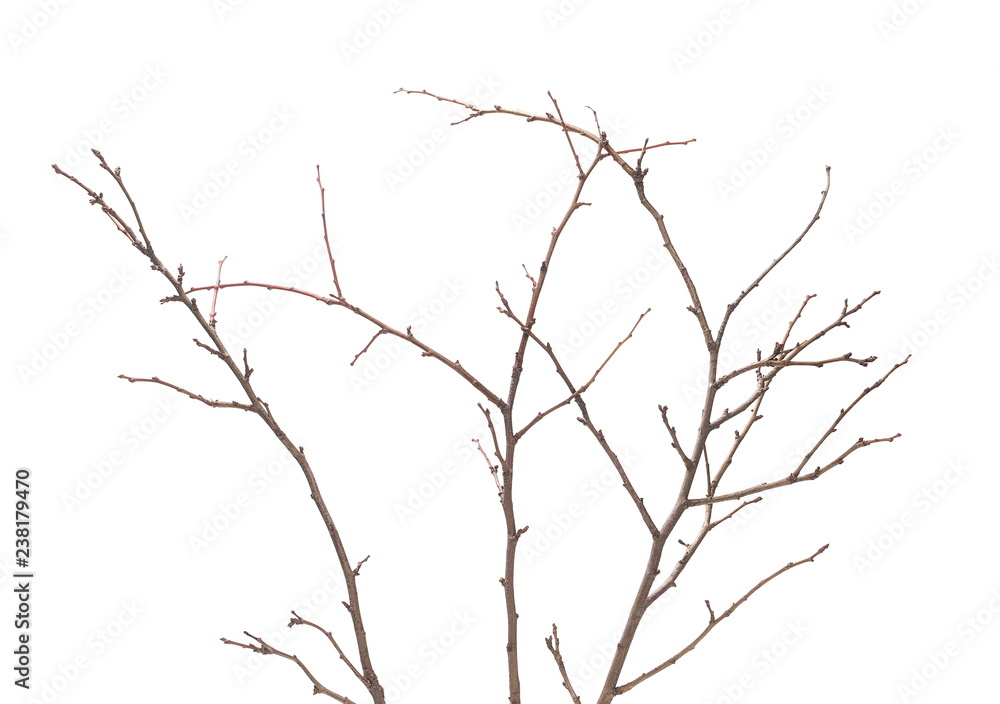 Twigs isolated on white background, clipping path Twigs isolated on white background, clipping path