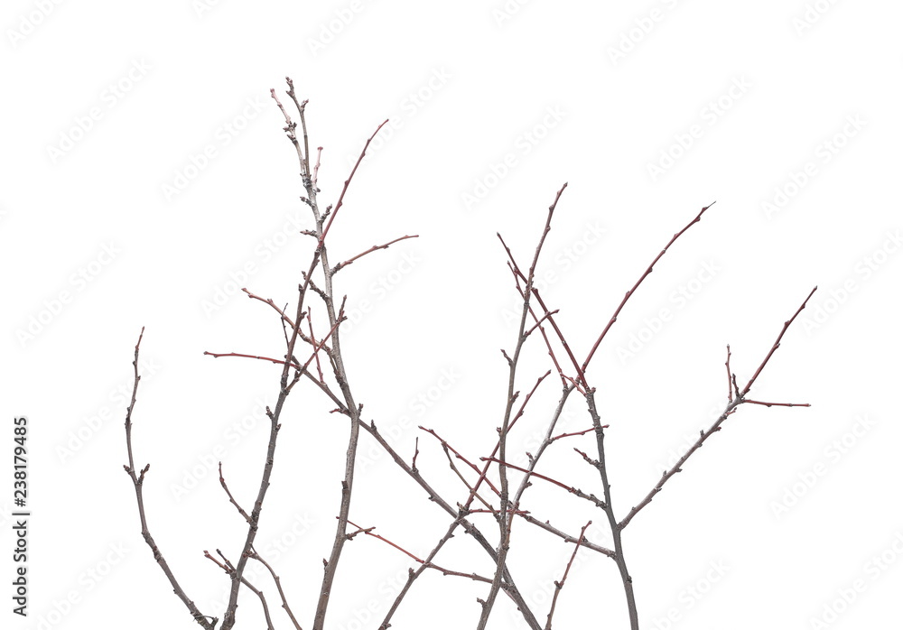 Twigs isolated on white background, clipping path