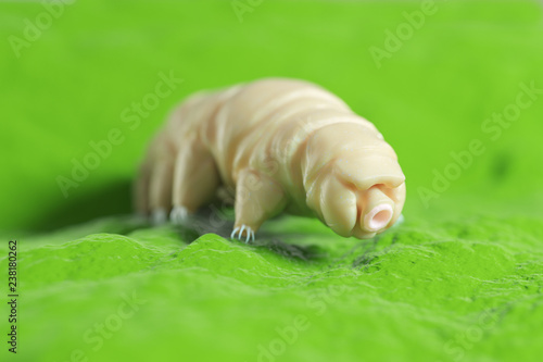 Foto 3d rendered medically accurate illustration of a waterbear