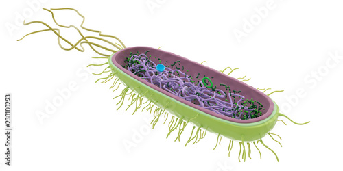 3d rendered medically accurate illustration of the bacteria anatomy photo