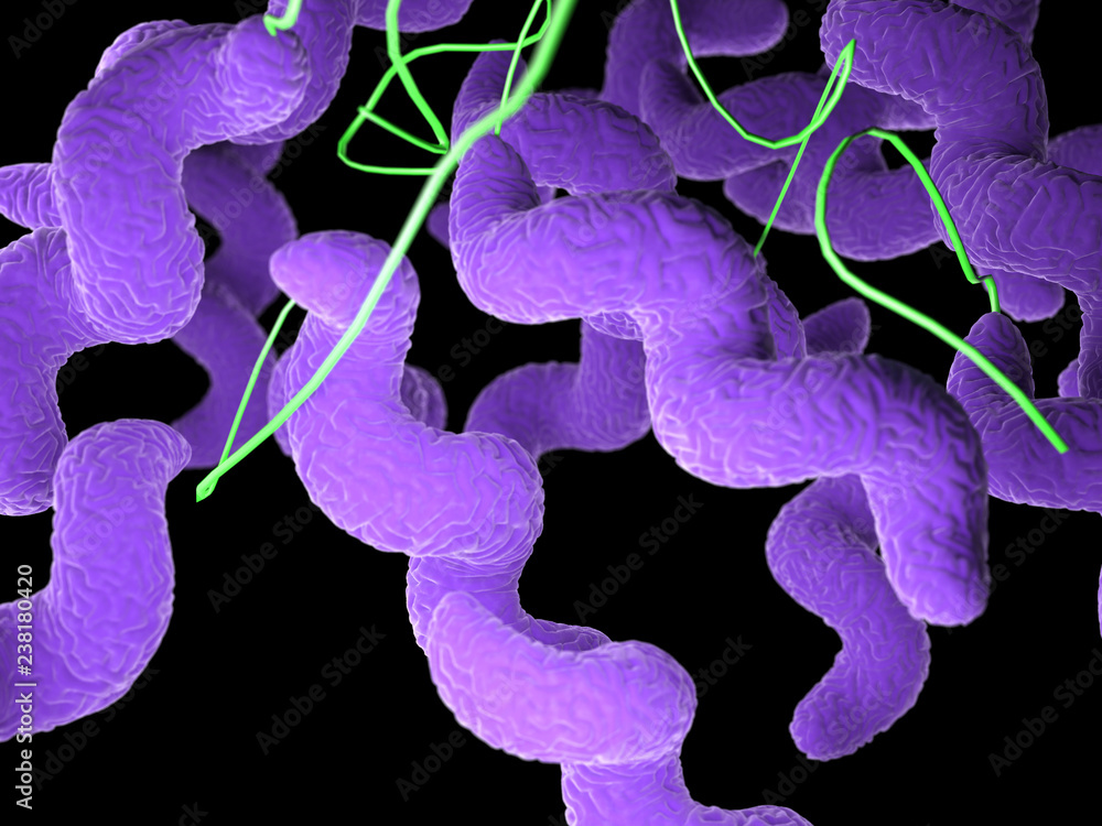 3d rendered medically accurate illustration of a campylobacter bacteria 3d rendered medically accurate illustration of a campylobacter bacteria