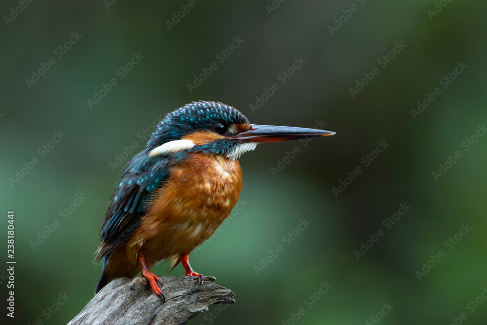 The common kingfisher also known as the Eurasian kingfisher, and river
