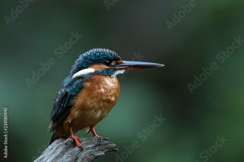 The common kingfisher also known as the Eurasian kingfisher, and river kingfisher, is a small kingfisher with seven subspecies recognized within its wide distribution across Eurasia and North Africa. 