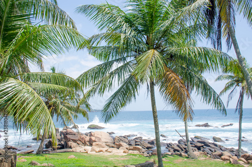 landscape the cape Dondra in Sri Lanka with palm trees a background the Indian Ocean