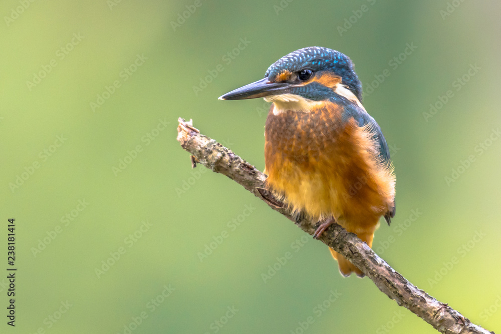 Fototapeta premium European Kingfisher perched on stick