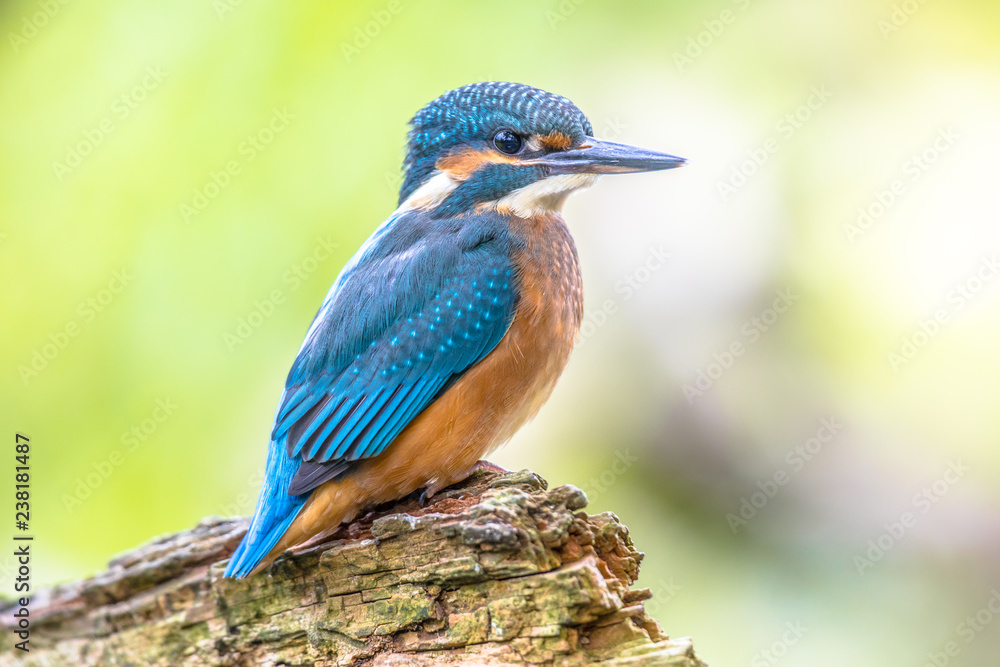 Fototapeta premium European Kingfisher perched on log
