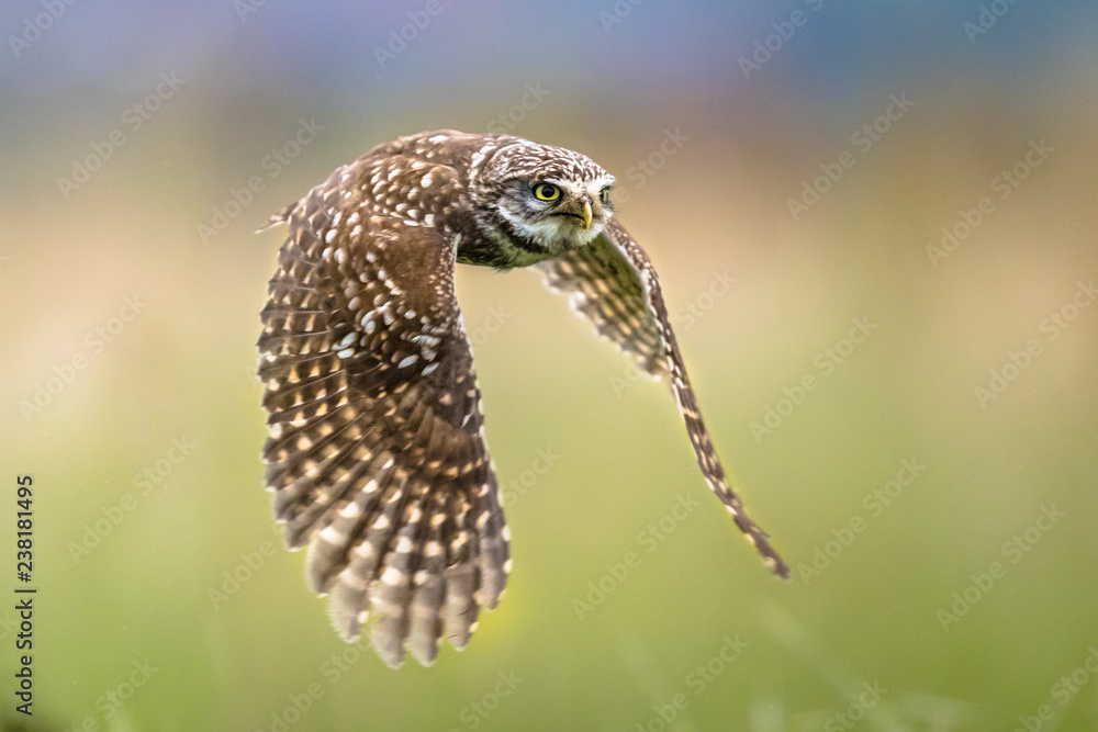 Fototapeta premium Little Owl flying on blurred background