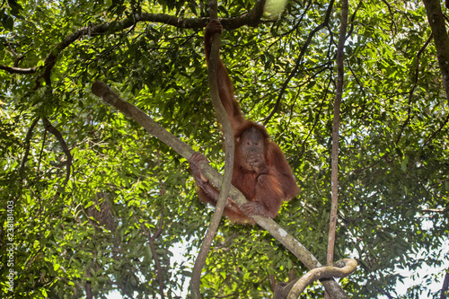 Sumatran Orangutan, Pongo abelii, feeds the fig tree on the tree