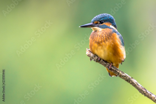 European Kingfisher perched on stick © creativenature.nl