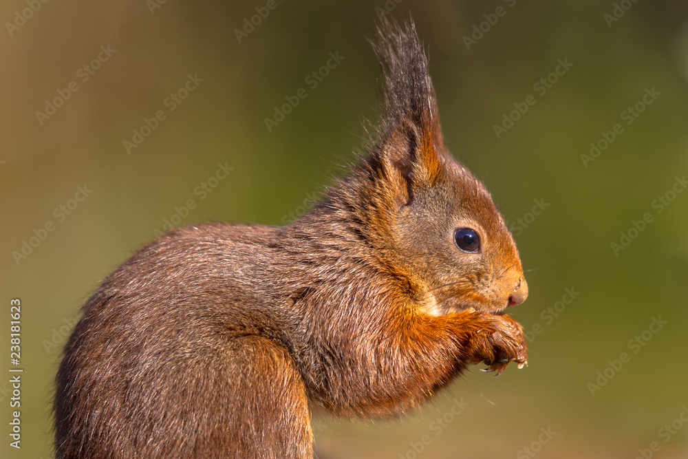 Sideview portrait of red squirrel on green background Sideview portrait of red squirrel on green background