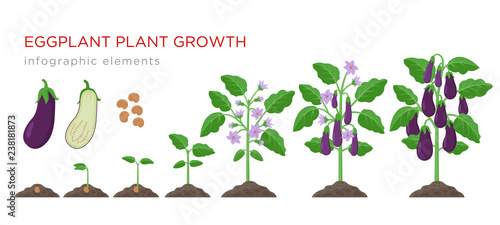 Eggplant growing process from seed to ripe vegetables on plants isolated on white background. Eggplant growth stages, plant life cycle infographic elements in flat design.