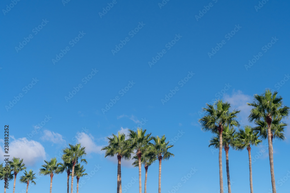 Canary Island Date Palm Tree Canary Island Date Palm Tree