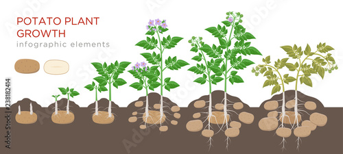 Potatoes plant growing process from seed to ripe vegetables on plants isolated on white background. Potato growth stages, planting process, plant life cycle infographic elements in flat design.