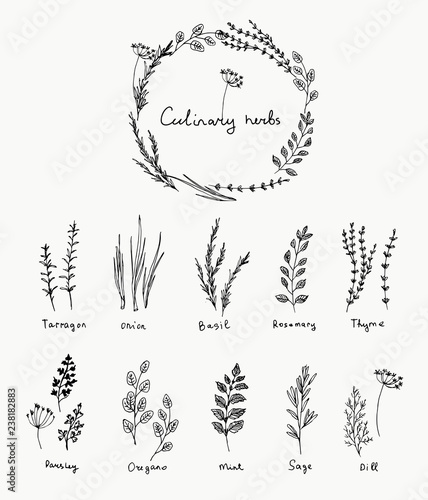 Hand drawn set of culinary herb. Basil and mint, rosemary and sage, thyme and parsley. Food design logo