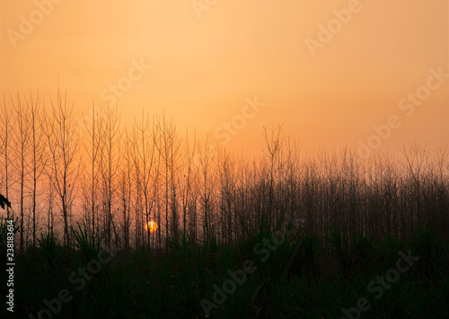  Sunset behind trees