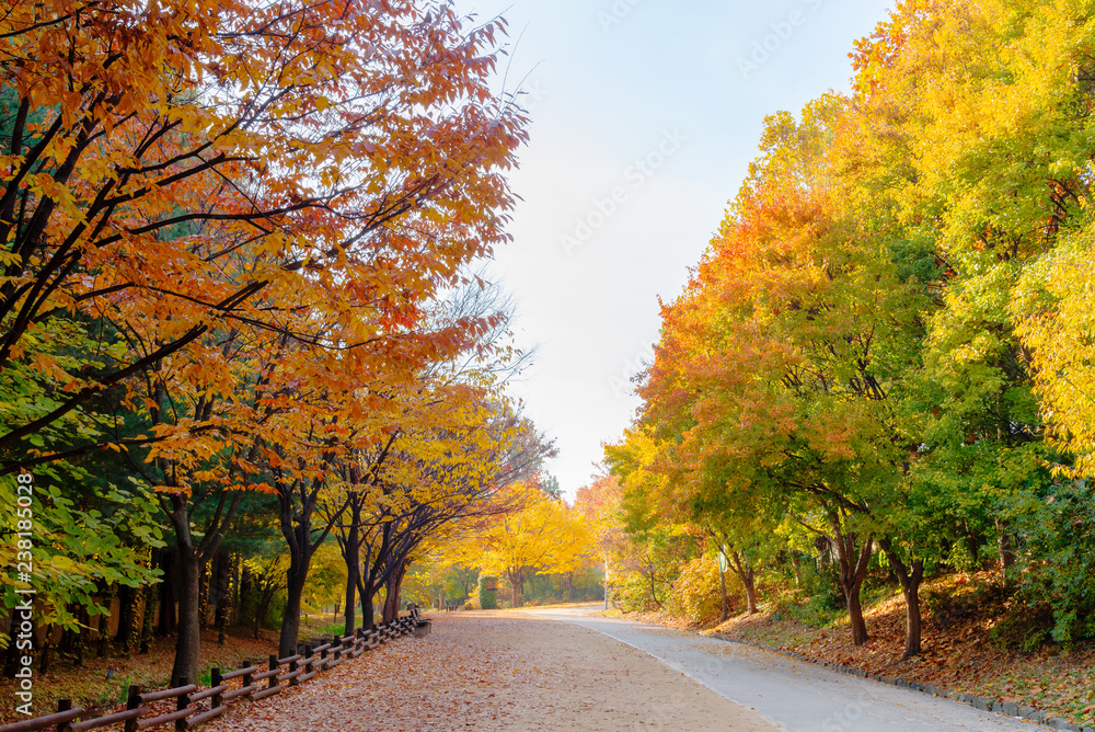 Road in public park with colorful autumn leaves in cloudy day