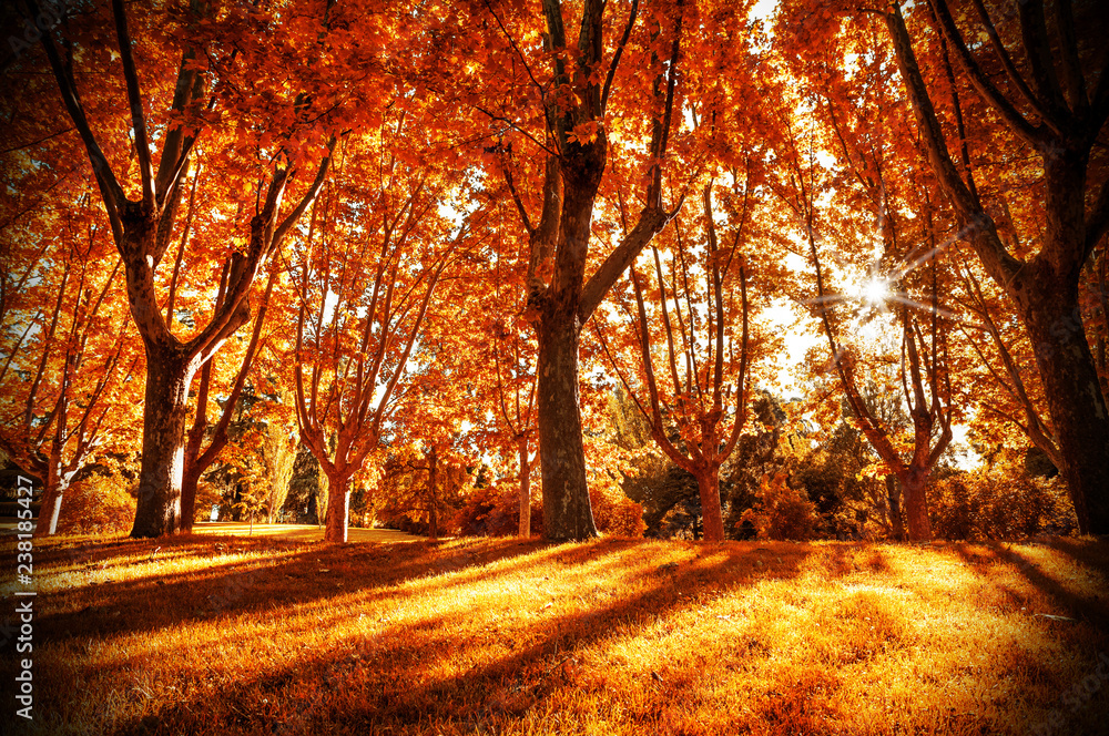 Fototapeta premium autumn forest