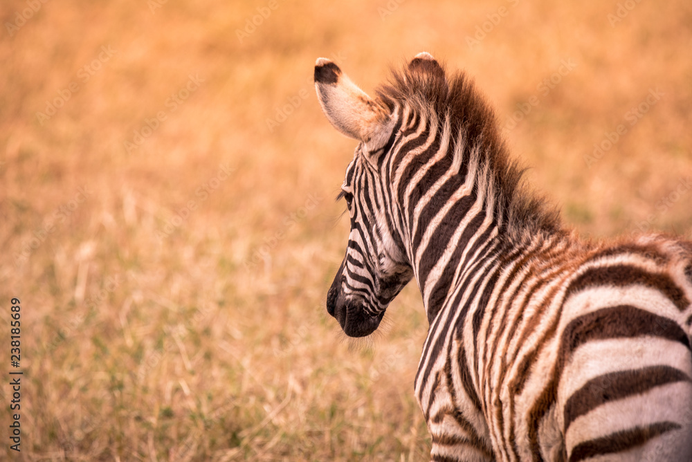 Naklejka premium Young baby zebra with pattern of black and white stripes. Wildlife scene from nature in savannah, Africa. Safari in National Park of Tanzania.