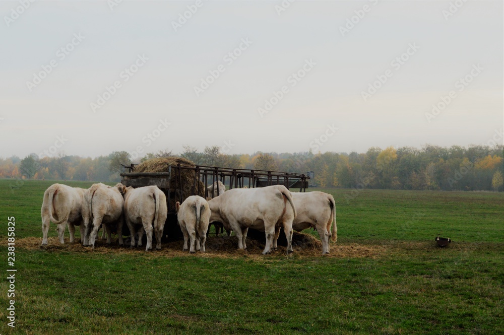 white cows eat in a meadow