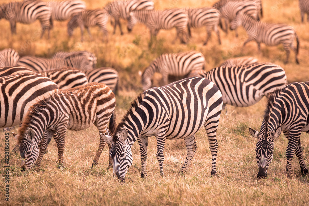 Herd of zebras in african savannah. Zebra with pattern of black and white stripes. Wildlife scene from nature in Africa. Safari in National Park Ngorongoro Crater, Tanzania. Herd of zebras in african savannah. Zebra with pattern of black and white stripes. Wildlife scene from nature in Africa. Safari in National Park Ngorongoro Crater, Tanzania.