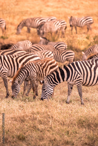 Herd of zebras in african savannah. Zebra with pattern of black and white stripes. Wildlife scene from nature in Africa. Safari in National Park Ngorongoro Crater  Tanzania.