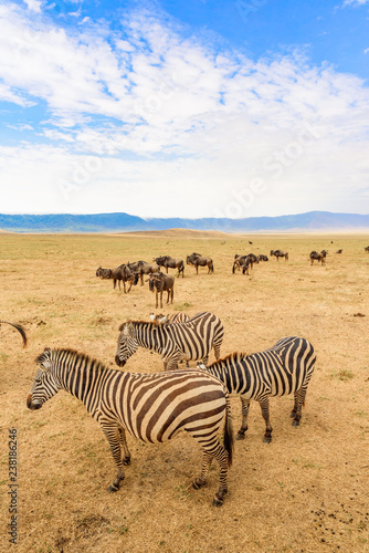 Herd of zebras in african savannah. Zebra with pattern of black and white stripes. Wildlife scene from nature in Africa. Safari in National Park Ngorongoro Crater, Tanzania.