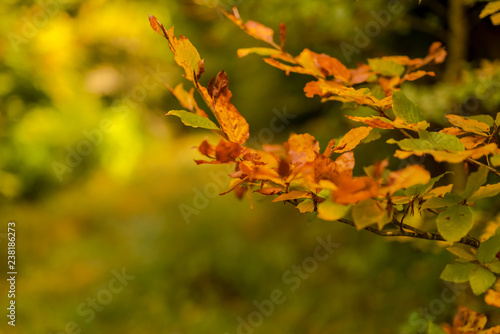 Colorful leaves in autumn with unfocused natural background