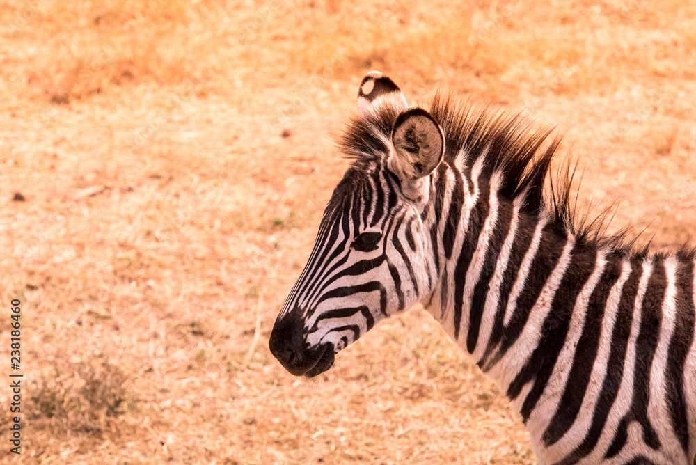 Young baby zebra with pattern of black and white stripes. Wildlife scene from nature in savannah, Africa. Safari in National Park of Tanzania. Young baby zebra with pattern of black and white stripes. Wildlife scene from nature in savannah, Africa. Safari in National Park of Tanzania.