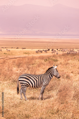 Herd of zebras in african savannah. Zebra with pattern of black and white stripes. Wildlife scene from nature in Africa. Safari in National Park Ngorongoro Crater  Tanzania.