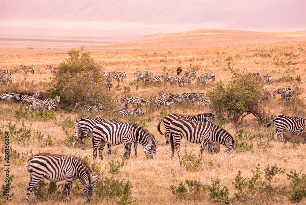 Fototapeta premium Herd of zebras in african savannah. Zebra with pattern of black and white stripes. Wildlife scene from nature in Africa. Safari in National Park Ngorongoro Crater, Tanzania.