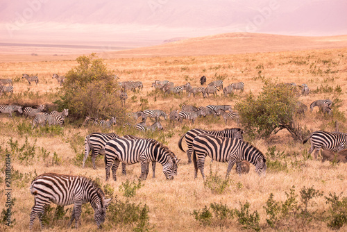 Herd of zebras in african savannah. Zebra with pattern of black and white stripes. Wildlife scene from nature in Africa. Safari in National Park Ngorongoro Crater  Tanzania.