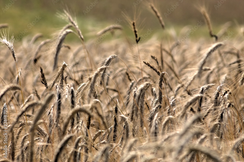 Grain field snapshot Grain field snapshot