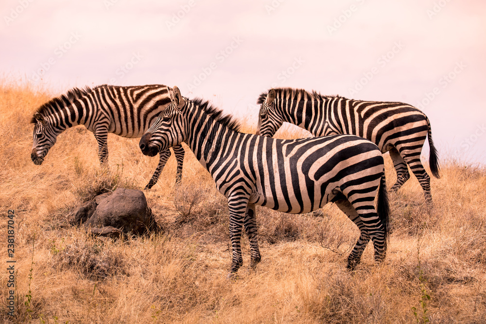 Herd of zebras in african savannah. Zebra with pattern of black and white stripes. Wildlife scene from nature in Africa. Safari in National Park Ngorongoro Crater, Tanzania. Herd of zebras in african savannah. Zebra with pattern of black and white stripes. Wildlife scene from nature in Africa. Safari in National Park Ngorongoro Crater, Tanzania.
